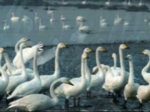 Descubre la magia de la música clásica con Tchaikovsky y su obra maestra El Lago de los Cisnes en vivo