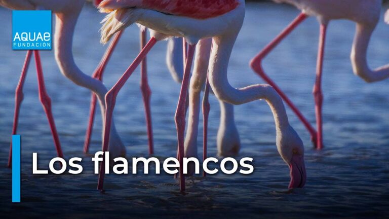 Descubre la fascinante variedad de colores de los flamencos